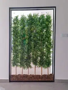 Experience the charm of the Bambu Plant in your space. Ideal for any decor, this exquisite plant will brighten up your living area. Shop now!