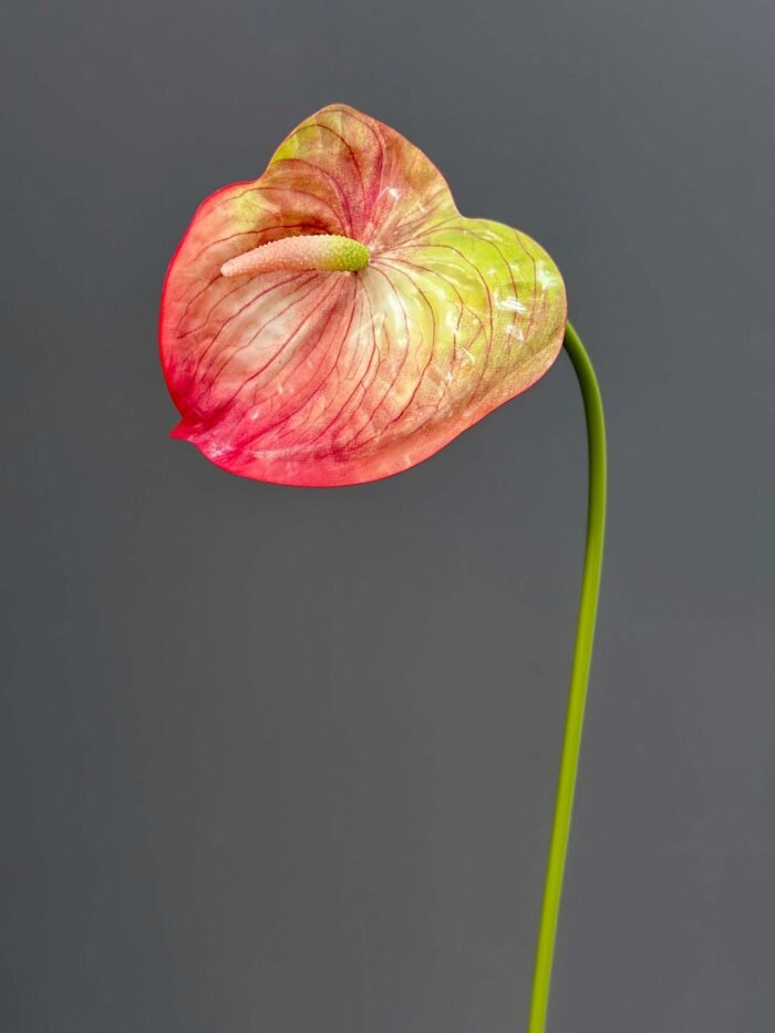 Anthurium Single 4500-4