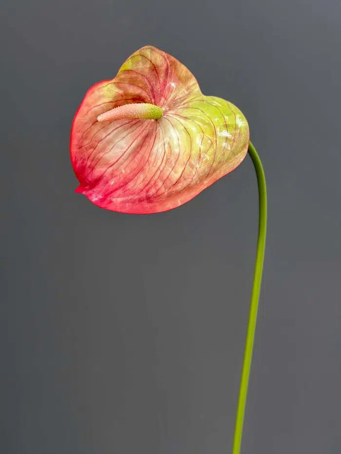 Anthurium Single 4500-4