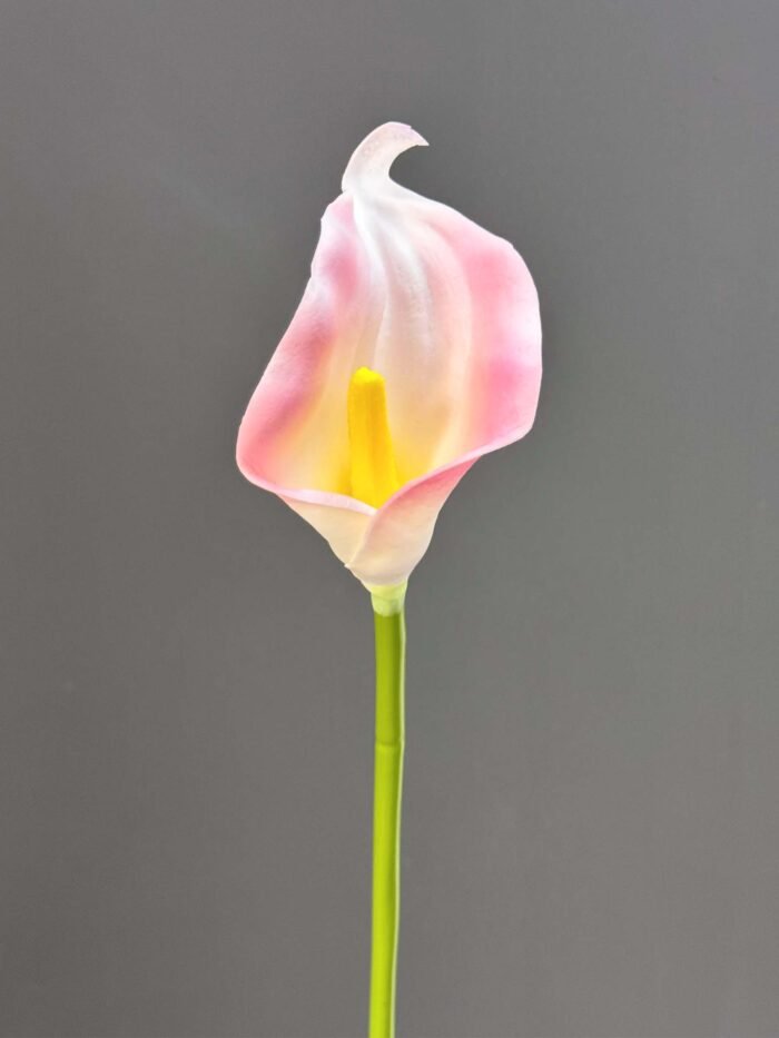 Single calla 1145-14