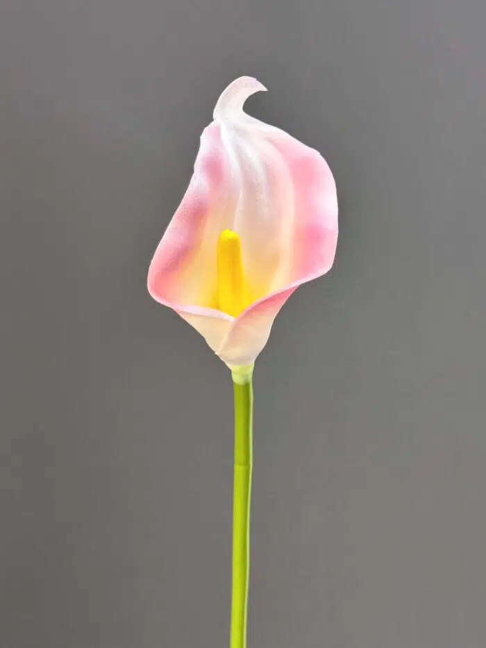 Single calla 1145-14