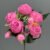 AK-6015 Fuchsia