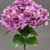 MA1893-4 Purple