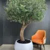9104(1) Elevate your interior with our gorgeous Artificial Olive Tree. Enjoy the charm of nature in your home or workspace all year round!