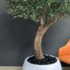 Elevate your interior with our gorgeous Artificial Olive Tree. Enjoy the charm of nature in your home or workspace all year round!