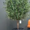 9171(2) Artificial Olive Tree