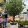 Elevate your interior with our gorgeous Artificial Olive Tree. Enjoy the charm of nature in your home or workspace all year round!