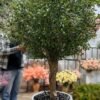 Elevate your interior with our gorgeous Artificial Olive Tree. Enjoy the charm of nature in your home or workspace all year round!