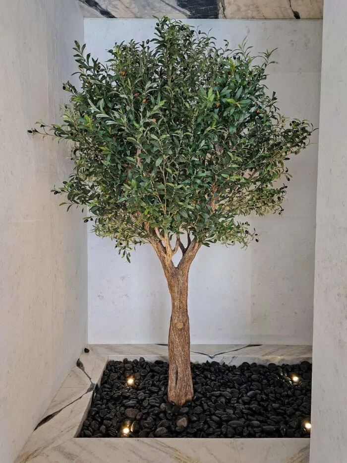 Olive Tree 9268