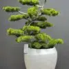 9356(1) Artificial Bonsai Tree