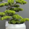 Artificial Bonsai Tree