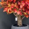 9728(2) Create a cozy atmosphere with our Artificial Decorative Tree with Autumn Leaves. A striking addition that suits homes and commercial spaces perfectly!