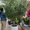 Bring life to any environment with our high-quality Artificial Olive Tree! A stylish solution that does not require care or seasonal changes.