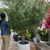 9433(1) Bring life to any environment with our high-quality Artificial Olive Tree! A stylish solution that does not require care or seasonal changes.