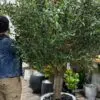 9433(2) Bring life to any environment with our high-quality Artificial Olive Tree! A stylish solution that does not require care or seasonal changes.