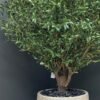 Create a serene atmosphere with our Artificial Olive Tree. Its impressive height and width bring Mediterranean charm without maintenance demands. 🏡