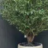 9443(2) Create a serene atmosphere with our Artificial Olive Tree. Its impressive height and width bring Mediterranean charm without maintenance demands. 🏡
