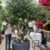 Artificial Olive Tree