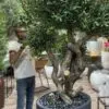 Artificial Olive Tree