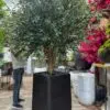 9503(1) Artificial Olive Tree