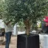 9503(2) Artificial Olive Tree