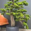 9541(1) Elevate your space with this stunning Artificial Bonsai Tree! Its realistic design and stylish pot will bring everlasting beauty to any setting.