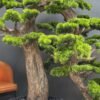 Elevate your space with this stunning Artificial Bonsai Tree! Its realistic design and stylish pot will bring everlasting beauty to any setting.
