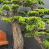 9541(2) Elevate your space with this stunning Artificial Bonsai Tree! Its realistic design and stylish pot will bring everlasting beauty to any setting.
