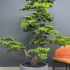 9558(1) Elevate your space with this stunning Artificial Bonsai Tree! Its realistic design and stylish pot will bring everlasting beauty to any setting.