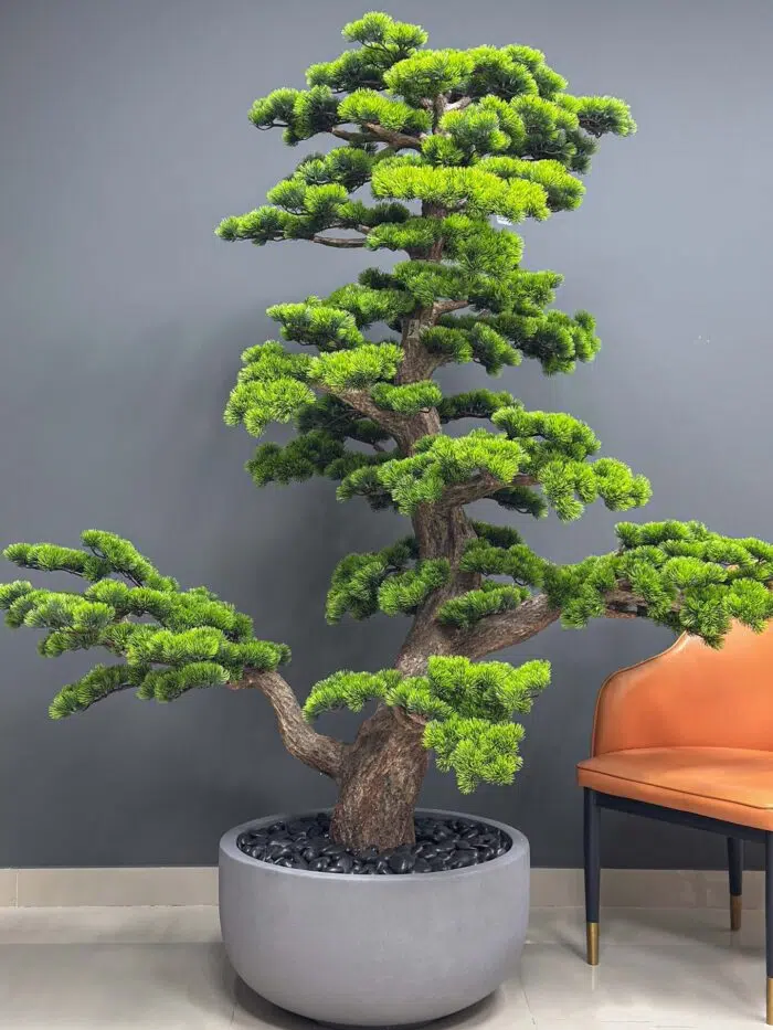 Bonsai Tree 9558