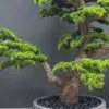 9558(2) Elevate your space with this stunning Artificial Bonsai Tree! Its realistic design and stylish pot will bring everlasting beauty to any setting.