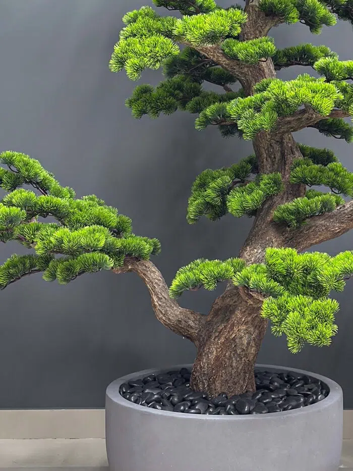 Bonsai Tree 9558