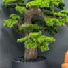 9606(2) Elevate your space with this stunning Artificial Bonsai Tree! Its realistic design and stylish pot will bring everlasting beauty to any setting.