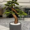9611(1) Transform your space with the stunning Artificial Bonsai Tree. Standing tall at 175cm, this elegant decor requires no maintenance! 🌳