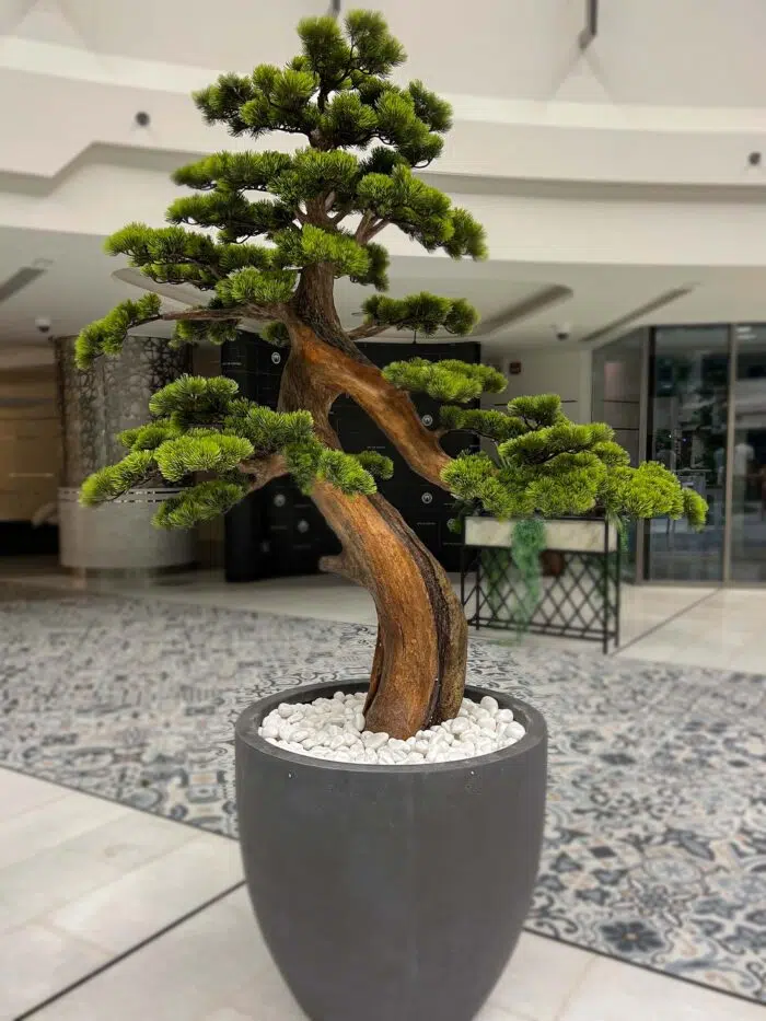 Bonsai Tree 9611