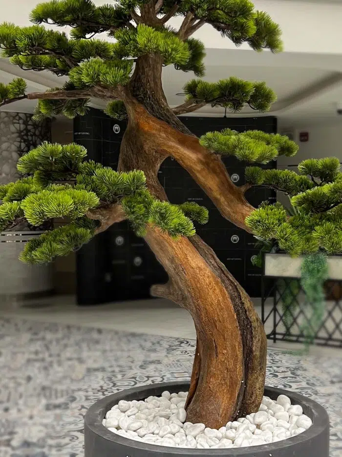 Bonsai Tree 9611