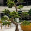 Elevate your space with this stunning Artificial Bonsai Tree! Its realistic design and stylish pot will bring everlasting beauty to any setting.