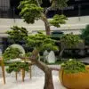 9618(1) Elevate your space with this stunning Artificial Bonsai Tree! Its realistic design and stylish pot will bring everlasting beauty to any setting.