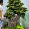 9650(1) Elevate your space with this stunning Artificial Bonsai Tree! Its realistic design and stylish pot will bring everlasting beauty to any setting.