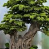 Elevate your space with this stunning Artificial Bonsai Tree! Its realistic design and stylish pot will bring everlasting beauty to any setting.