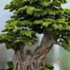 9650(2) Elevate your space with this stunning Artificial Bonsai Tree! Its realistic design and stylish pot will bring everlasting beauty to any setting.