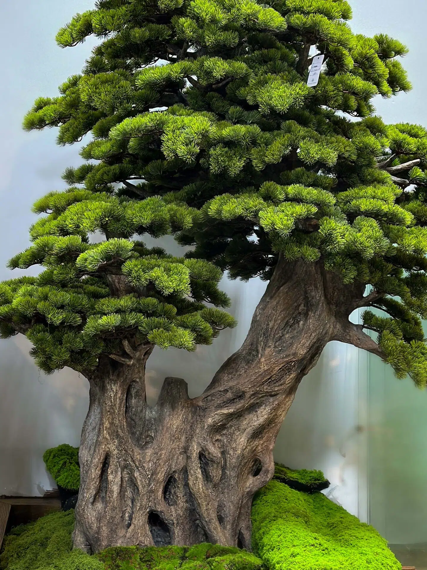 Elevate your space with this stunning Artificial Bonsai Tree! Its realistic design and stylish pot will bring everlasting beauty to any setting.