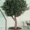 9655(2) Create a serene atmosphere with our Artificial Olive Tree. Its impressive height and width bring Mediterranean charm without maintenance demands. 🏡
