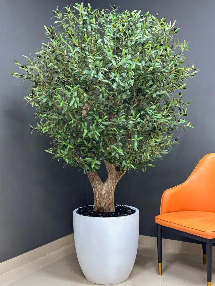 Stunning Olive Tree with Realistic Olives 9656