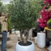 9669(1) Transform your space with our stunning Artificial Olive Tree, offering timeless beauty without the hassle. Perfect for home or office decor!