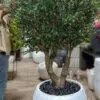 9669(2) Transform your space with our stunning Artificial Olive Tree, offering timeless beauty without the hassle. Perfect for home or office decor!