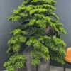 9678(1) Elevate your space with this stunning Artificial Bonsai Tree! Its realistic design and stylish pot will bring everlasting beauty to any setting.
