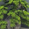 Elevate your space with this stunning Artificial Bonsai Tree! Its realistic design and stylish pot will bring everlasting beauty to any setting.