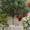 9717(2) Looking for lasting beauty? The Artificial Olive Tree adds flair to any environment, whether commercial or residential. Create your oasis today!