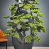 Artificial Bonsai Tree